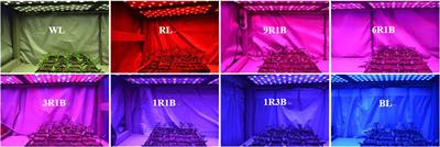 Response of photomorphogenesis and photosynthetic properties of sweet pepper seedlings exposed to mixed red and blue light